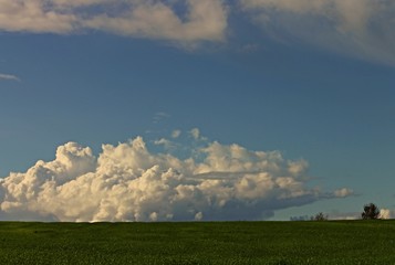 grüne Wiese unter Quellwolken