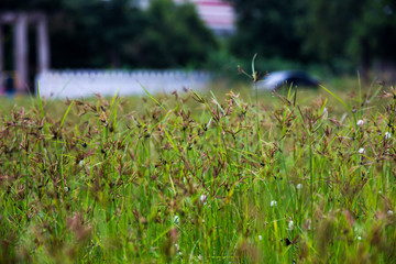 nut grass field in morning time