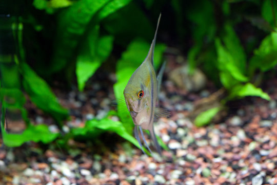 Angelfish in planted tropical aquarium, front view, shallow DOF