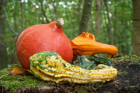 Potimarron et coloquintes