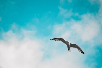 Bird hovering in the sky