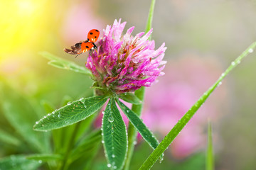 Clover on nature close up