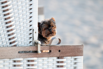Hund im Strandkorb an der Nordsee