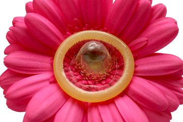 Contraception concept. Condom on flower, closeup