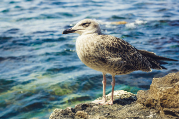 Fototapeta na wymiar Seagull on the sea close-up.
