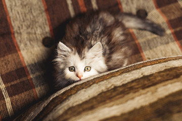 Kitten. Kisa. Fluffy gray cat. Playful cat.