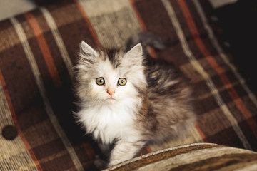 Kitten. Kisa. Fluffy gray cat.