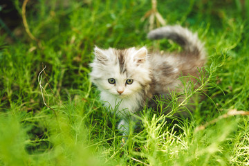 Naklejka na ściany i meble Cat. The kitten plays. Fluffy gray cat, on a natural green background. An expressive muzzle.