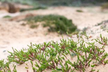 Bewachsene Düne mit Queller Pflanzen an der Nordseeküste