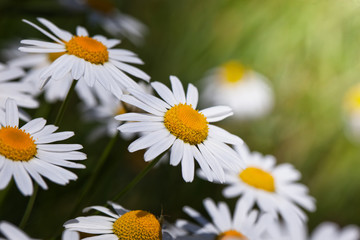 Obraz premium Daisies in a field in nature