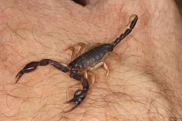 closeup of an european scorpion, euscorpius.