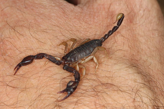 closeup of an european scorpion, euscorpius.