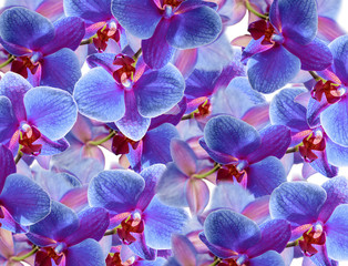 Orchideen, Hintergrund - 171882435
