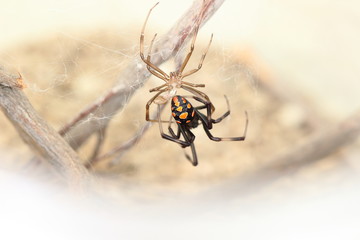 close-up of an european black widow Latrodectus.