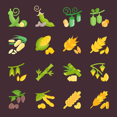 Set Vector Flat Icons of Beans and Cereals