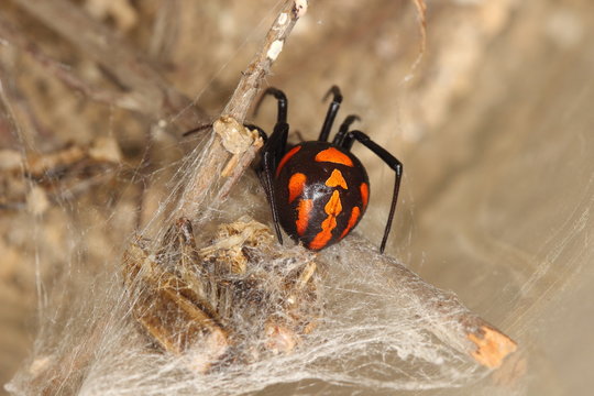close-up of an european black widow Latrodectus.