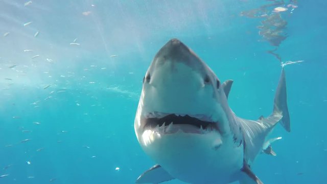 People in cage watch great white shark swim through school of fish, Fiji