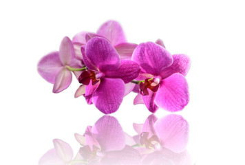 Fototapeta na wymiar Schöne Orchidee