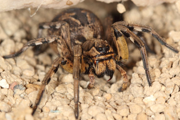 macro of a Spanish tarantula, biggest spanish spider lycosa hispanica.