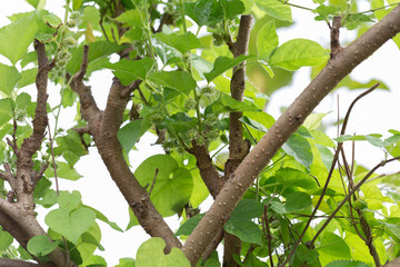 baby fruit of mulberry after cutting 2 weeks, Thailand