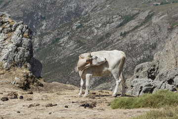 beige cow turning her head on mountain meadow, Corsica