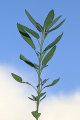 Salbei Pflanze vor Himmel im Hochformat