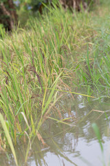 Ear of Riceberry and field in sunshine, Thailand