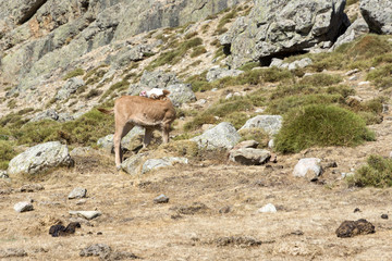 young calf freely roaming on mountain meadow in Corsica