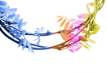 a floral branch isolated on a white background