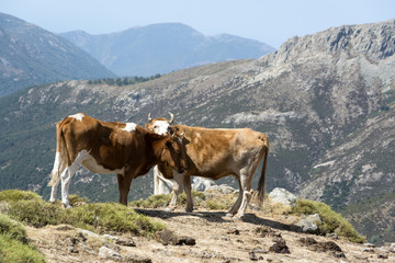two cows freely roaming on mountain meadow in Corsica