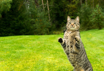 Cat jumping and playing on grass