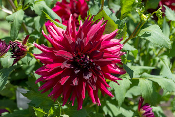 Dahlias

