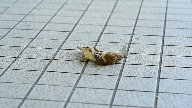 Two Sparrow birds fight one on one