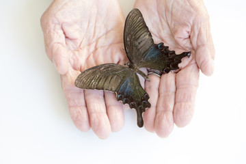 Hands Holding Butterfly - obrazy, fototapety, plakaty