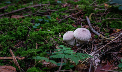 Pilze im M&auml;rchenwald