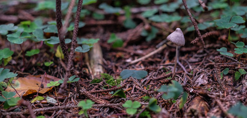 Pilze im Märchenwald