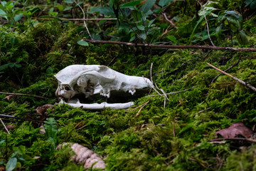 Schädel eines Fuchses