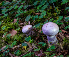 Pilze im Märchenwald