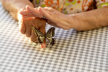 Hands Holding Butterfly - obrazy, fototapety, plakaty
