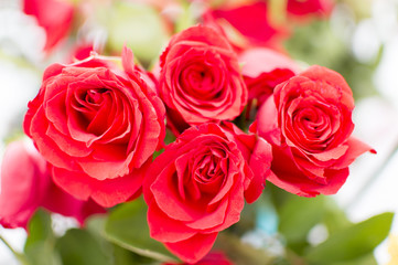 Red roses on plant
