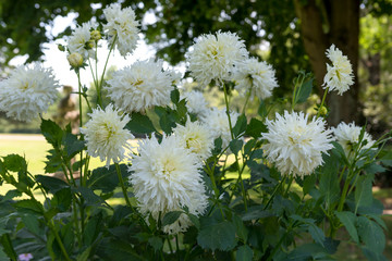 Dahlias


