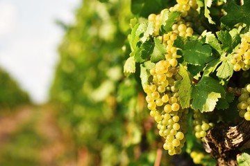 Ripe grapes. Vineyards at sunset in autumn harvest. Wine Region, Southern Moravia - Czech Republic....