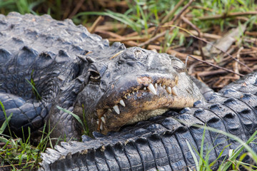 American alligator portrait (Alligator mississippiensis), Everglades National Park, Florida