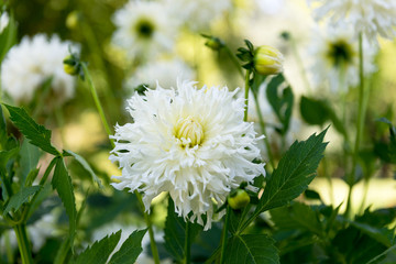 Dahlias

