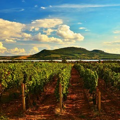 Fototapeta na wymiar Vineyards at sunset in autumn harvest. Ripe grapes.Wine Region, Southern Moravia - Czech Republic. Vineyard under Palava.