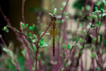 dragonfly