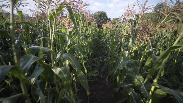 Medium wide shot of steadicam moving through a row of corn.