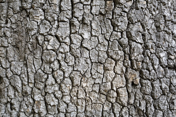 Bark Tree Texture