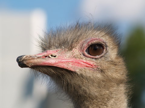 ostrich close-up