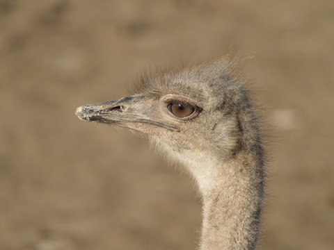 ostrich close-up